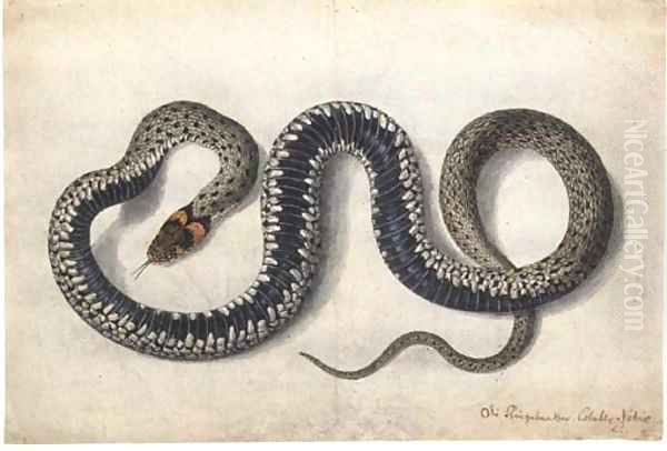 A grass snake Oil Painting by German School