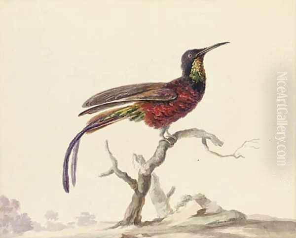 A bird of paradise on a branch Oil Painting by Aert Schouman