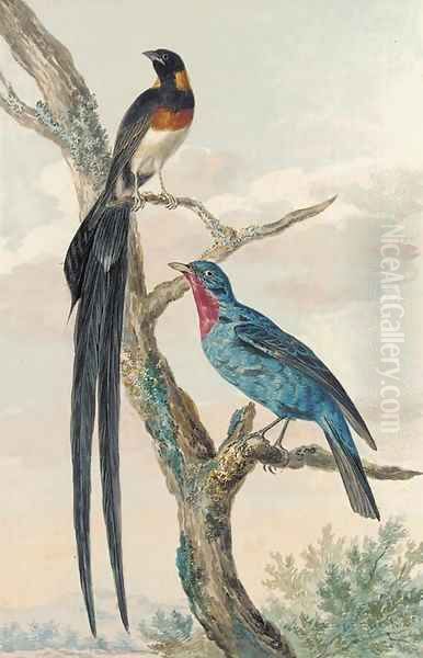 A Whydah Bird and a Continga Oil Painting by Aert Schouman