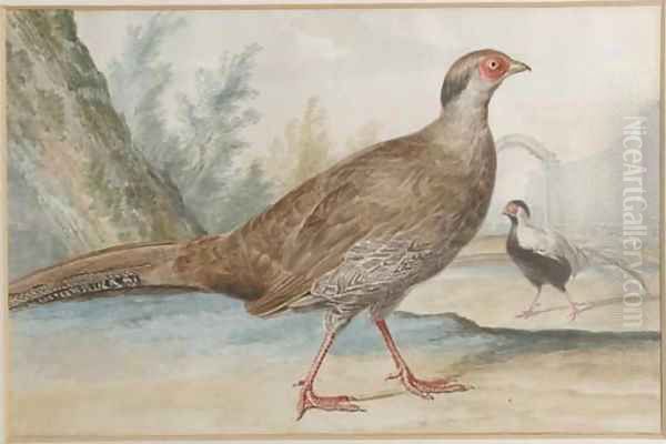 Two silver pheasants in a garden Oil Painting by Aert Schouman