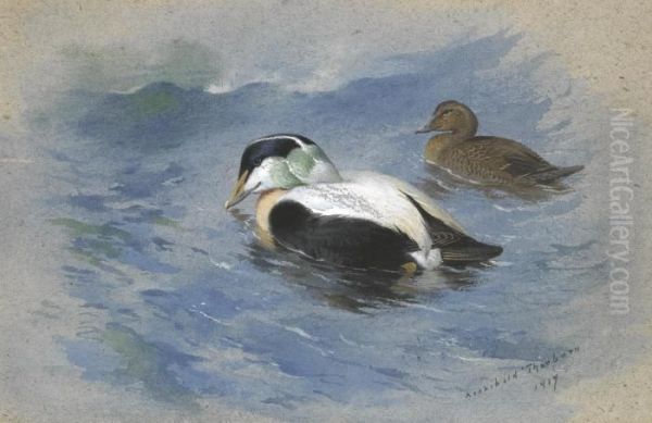 A Pair Of Eider Ducks Oil Painting by Archibald Thorburn