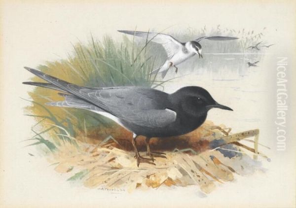 Black Tern; Great Shearwater Oil Painting by Archibald Thorburn