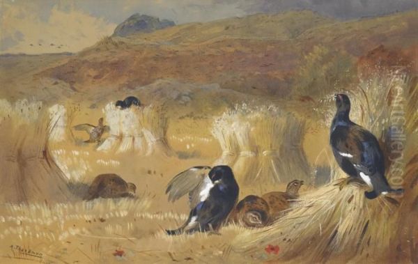 Blackcock In A Field Oil Painting by Archibald Thorburn