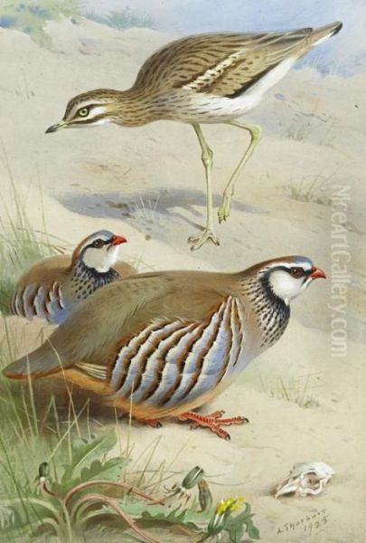 Stone Curlew And Red Legged Partridge Oil Painting by Archibald Thorburn