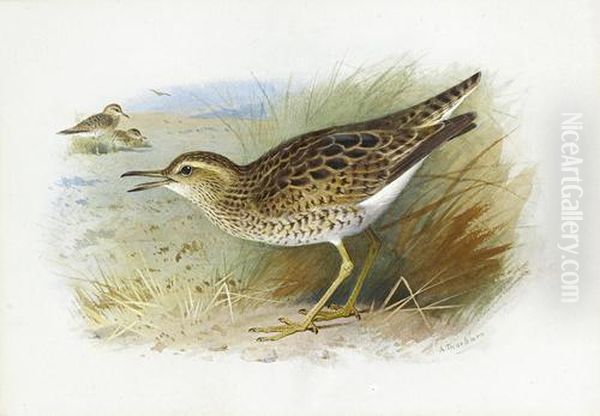 Bartram's Plover Oil Painting by Archibald Thorburn