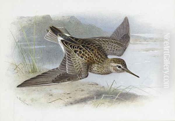 Pectoral Sandpiper Oil Painting by Archibald Thorburn