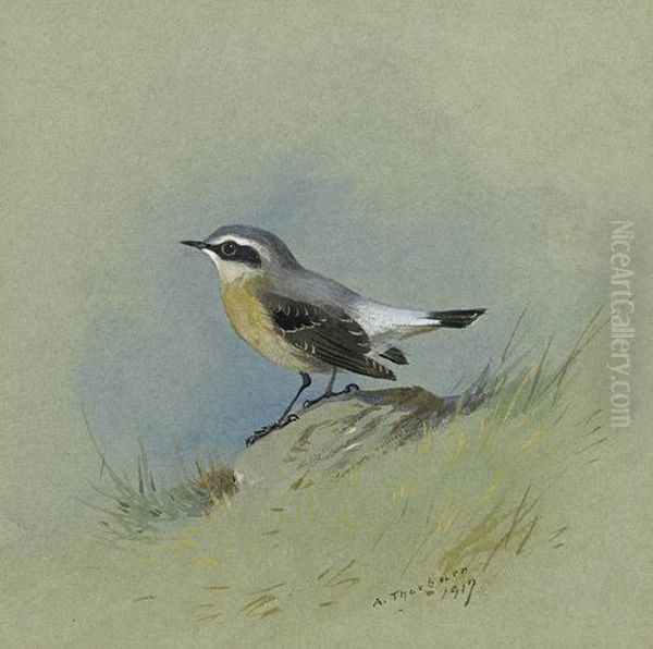 Male Wheatear Oil Painting by Archibald Thorburn