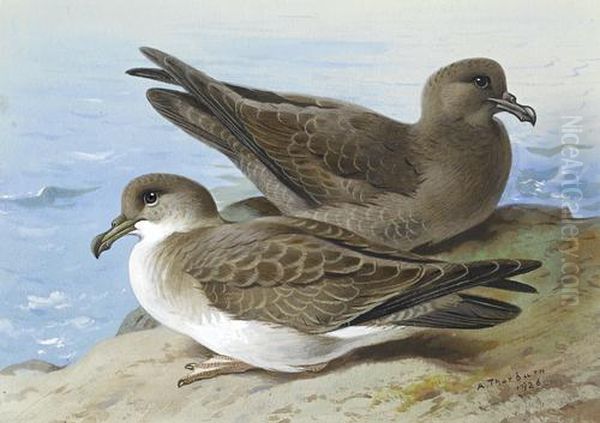 Great Shearwater And Sooty Shearwater Oil Painting by Archibald Thorburn