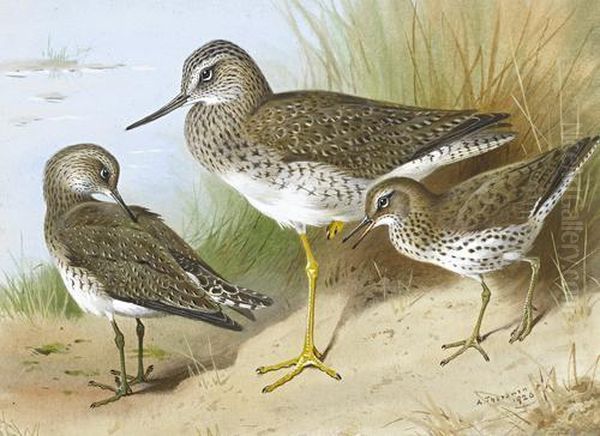 Solitary Sandpiper And Spotted Sandpiper Oil Painting by Archibald Thorburn