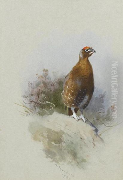 Red Grouse Oil Painting by Archibald Thorburn