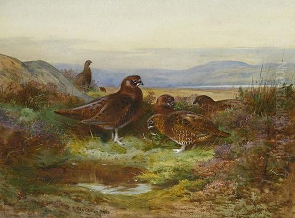 Grouse In Autumn Oil Painting by Archibald Thorburn