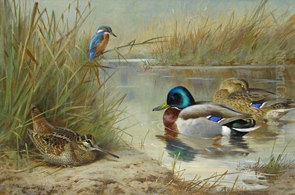 Woodcock, Mallard And Kingfisher Oil Painting by Archibald Thorburn