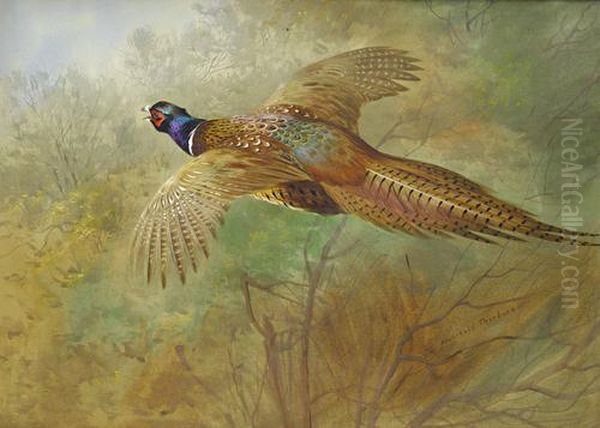 Flying Pheasant Oil Painting by Archibald Thorburn