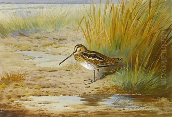 Snipe Near Water Oil Painting by Archibald Thorburn