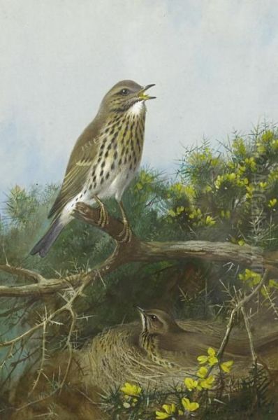 Cock And Hen Thrush Oil Painting by Archibald Thorburn