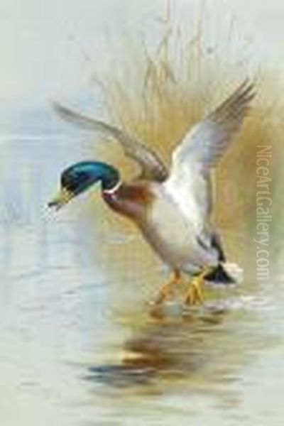 Mallard In The Reeds Oil Painting by Archibald Thorburn