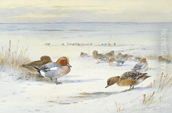 Widgeon In The Snow Oil Painting by Archibald Thorburn