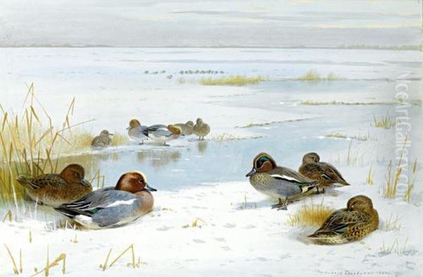 Winter Landscape With Ducks Oil Painting by Archibald Thorburn