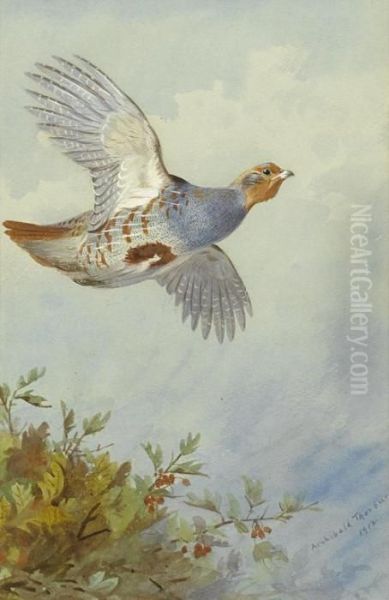 Partridge In Flight Oil Painting by Archibald Thorburn