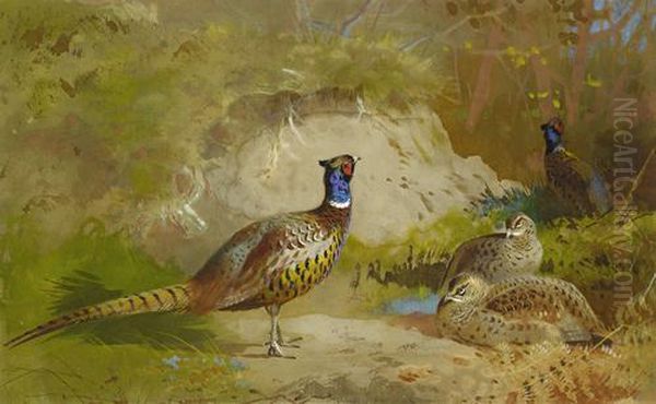 Pheasants In A Landscape Oil Painting by Archibald Thorburn