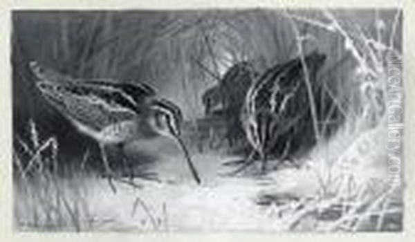 Jack Snipe Oil Painting by Archibald Thorburn