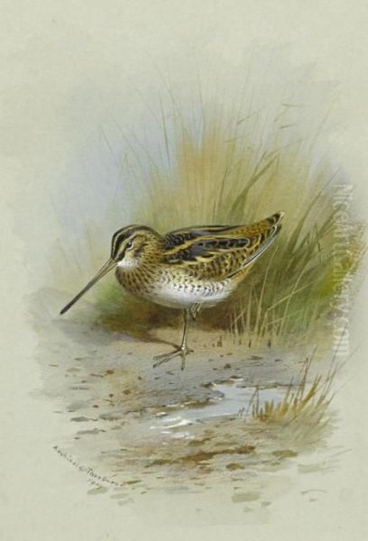 Snipe Oil Painting by Archibald Thorburn