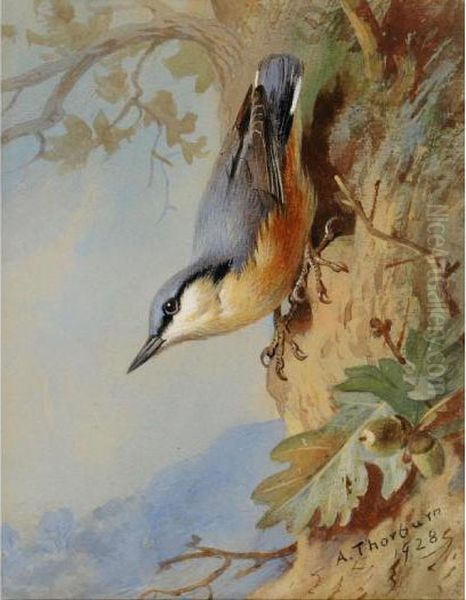 Nuthatch Oil Painting by Archibald Thorburn