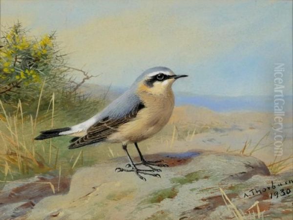 Wheatear Oil Painting by Archibald Thorburn