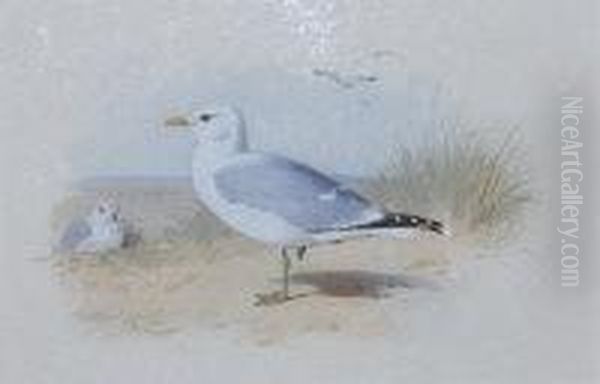 Common Gull Oil Painting by Archibald Thorburn