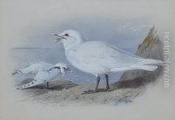 Ivory Gull Oil Painting by Archibald Thorburn