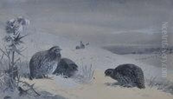 Partridge In The Snow Oil Painting by Archibald Thorburn