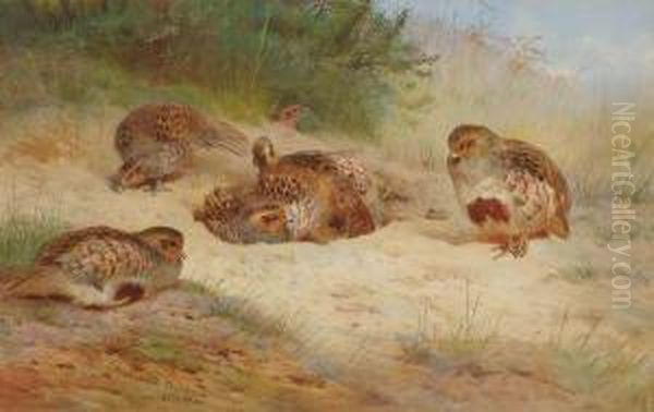 Grey Partridge Basking Oil Painting by Archibald Thorburn