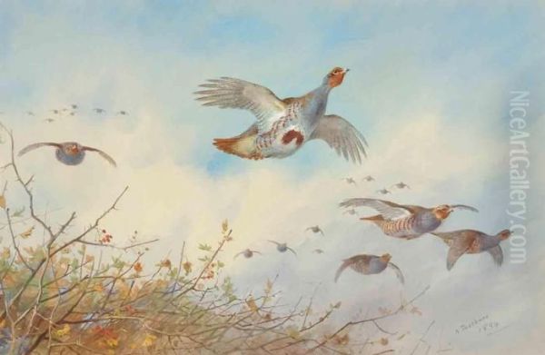 Grey Partridge In Flight Oil Painting by Archibald Thorburn