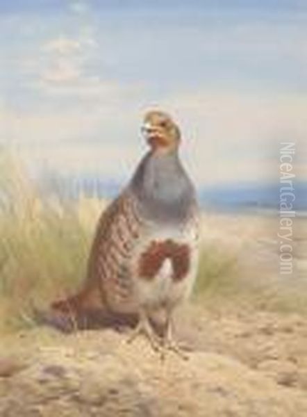 Grey Partridge Oil Painting by Archibald Thorburn