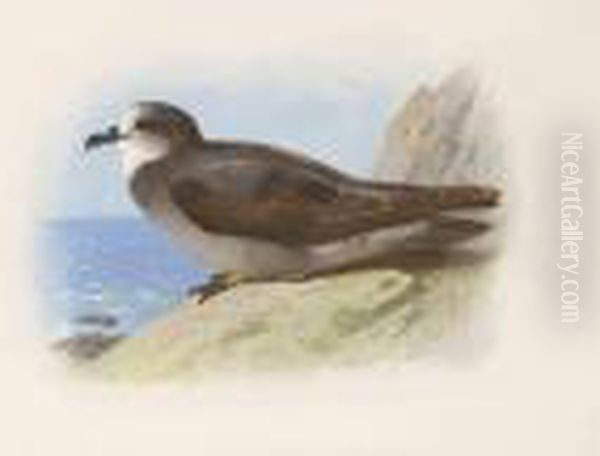 Storm Petrel Oil Painting by Archibald Thorburn