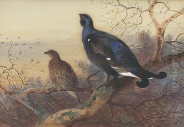 A Blackcock And Grey Hen Perched In The Treetops At Sunset Oil Painting by Archibald Thorburn