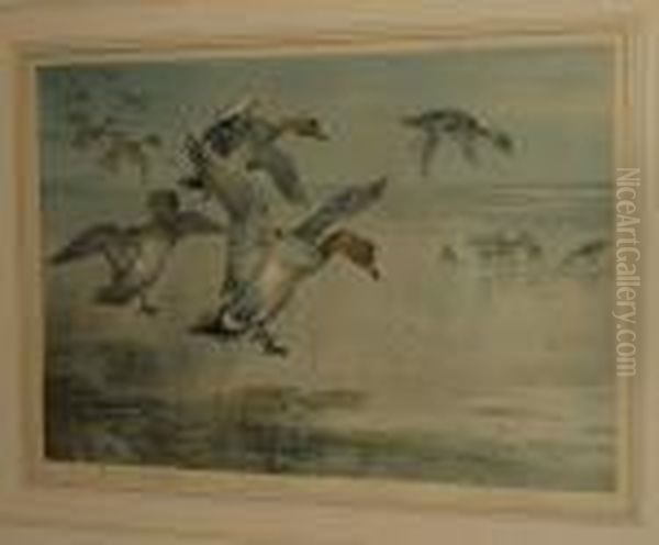 Wigeon Alighting Oil Painting by Archibald Thorburn