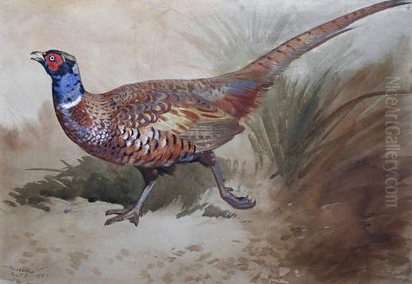 A Pheasant In The Undergrowth Oil Painting by Archibald Thorburn