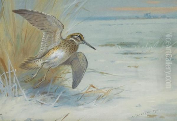 Jack Snipe Rising Oil Painting by Archibald Thorburn