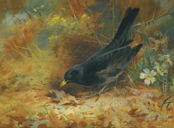 Blackbird Oil Painting by Archibald Thorburn