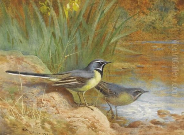 Grey Wagtails Oil Painting by Archibald Thorburn