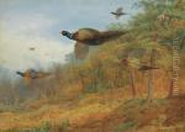 Pheasants Breaking Out Of Cover Oil Painting by Archibald Thorburn