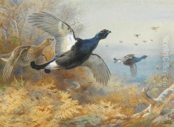 Blackcock Forward Oil Painting by Archibald Thorburn