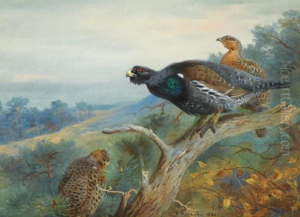 Capercaillie Oil Painting by Archibald Thorburn