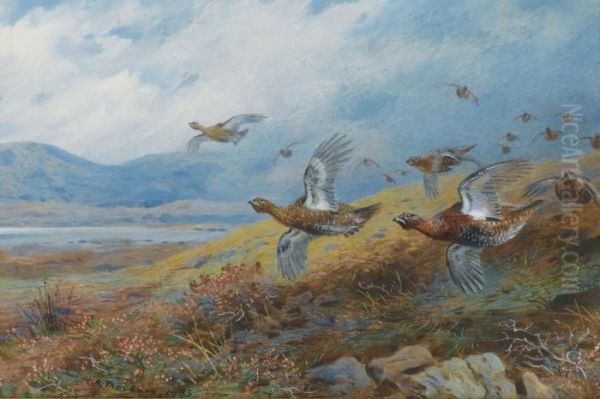 Driven Grouse Oil Painting by Archibald Thorburn