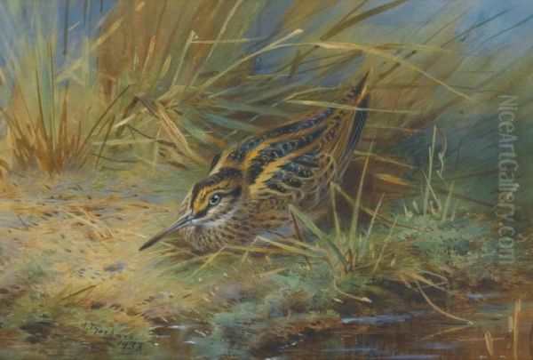 Jack Snipe Oil Painting by Archibald Thorburn