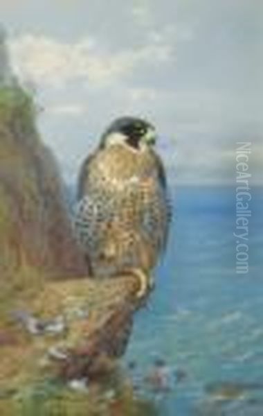 Peregrine At Auchencairn Oil Painting by Archibald Thorburn