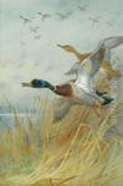 Mallard Rising Oil Painting by Archibald Thorburn