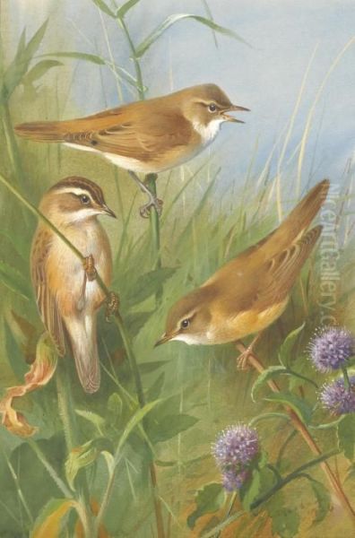 Sedge Warbler, Reed Warbler And Marsh Warbler Oil Painting by Archibald Thorburn