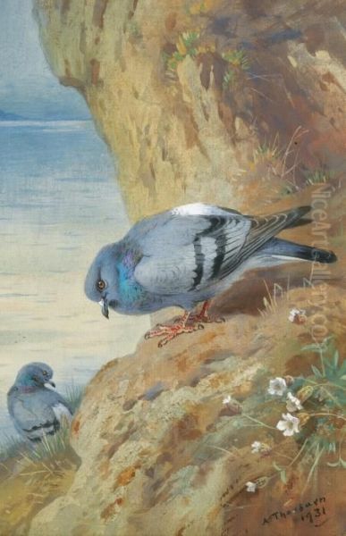 Rock Doves Oil Painting by Archibald Thorburn